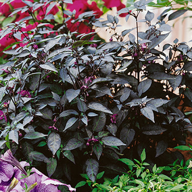 Twilight Creeper Pepper Seeds - The Pepper Pantry (Formerly Marie Sharp's)